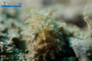 I N V I S I B L E
Juvenile-Hairy frogfish (Striated frog... by Irwin Ang 